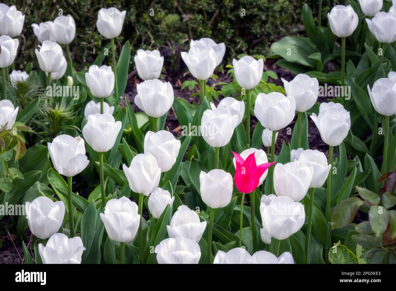 Tulipano rosa tra Tulipa White Dream in primavera, il strano uno fuori Foto Stock