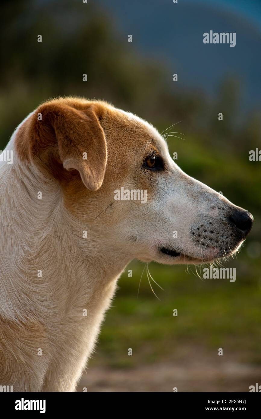 Un ritratto di piccolo e bel cane con i colori marrone e bianco. Foto Stock