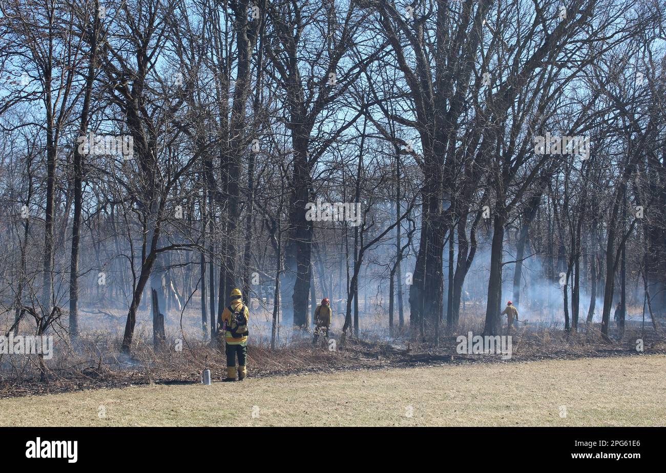 Bruciatura prescritta per eliminare le specie non native a Wayside Woods a Morton Grove, Illinois Foto Stock