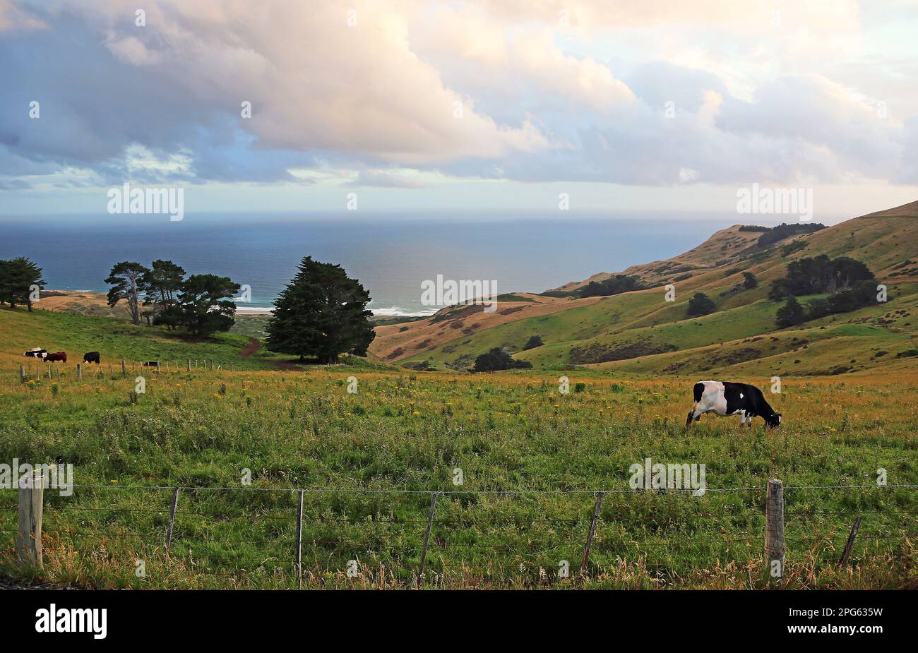 Pascolo sul Pacifico - Nuova Zelanda Foto Stock