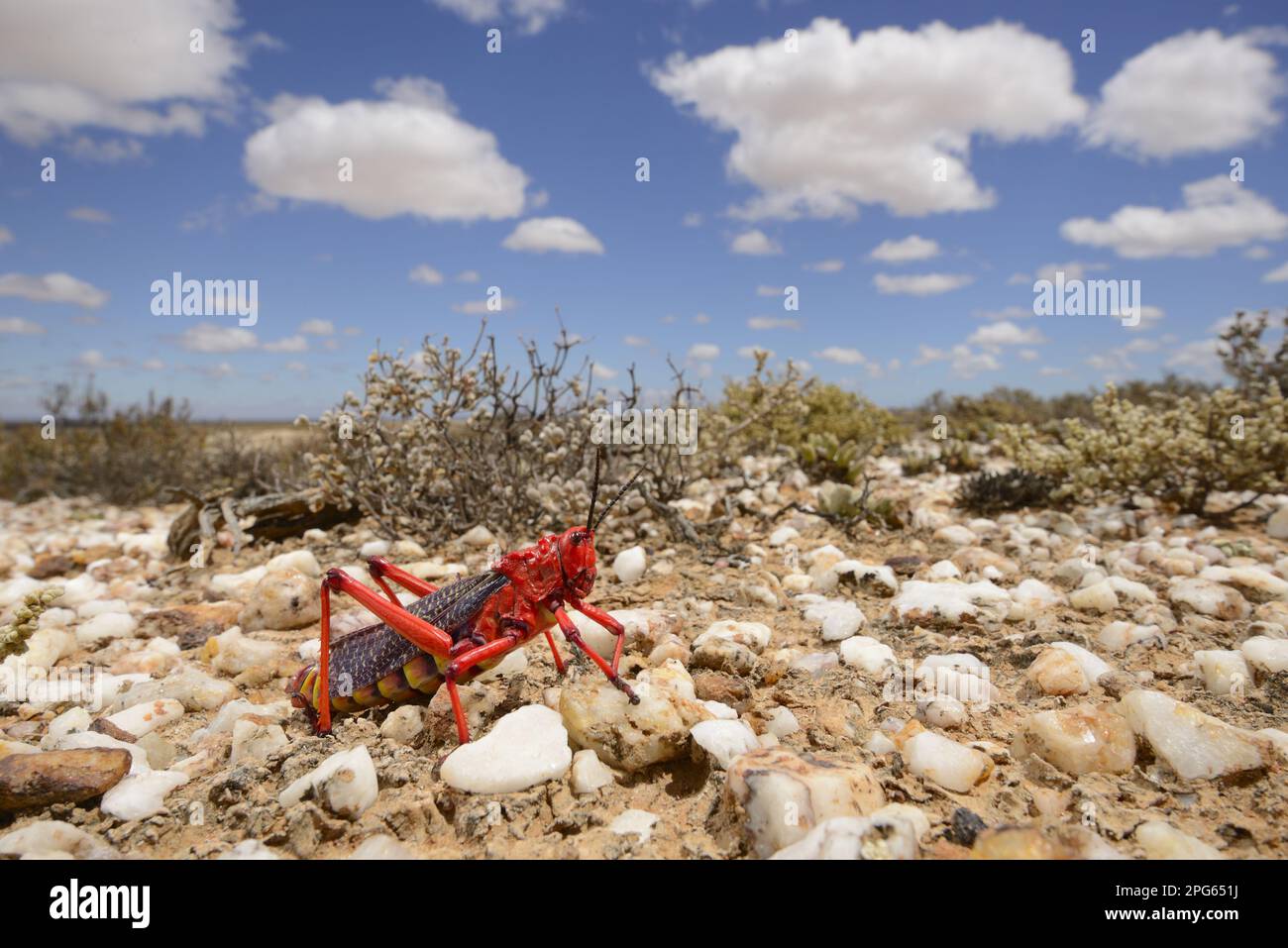 Grasshopper comune di Milkweed (Phymateus morbillosus) adulto, su campo di quarzo in habitat deserto, piccolo Karoo, Sudafrica Foto Stock