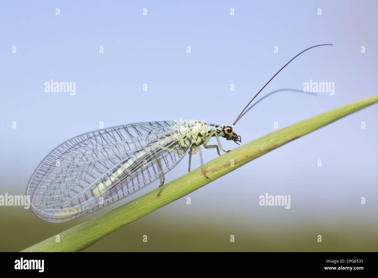 Green Lacewing (Chrysopa perla) adulto, riposante su foglia, Leicestershire, Inghilterra, Regno Unito Foto Stock