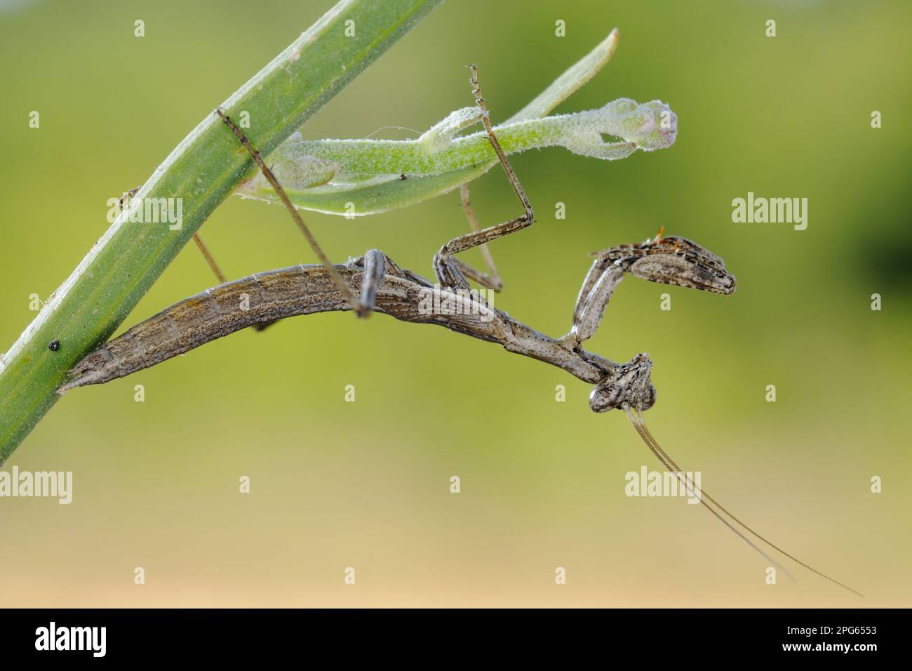 Mantide grigia (Ameles decolor) (Mantidae), mantide grigia, animali, altri animali, insetti, Mantis, terreno mediterraneo Mantis adulto, aggrappato al fusto Foto Stock