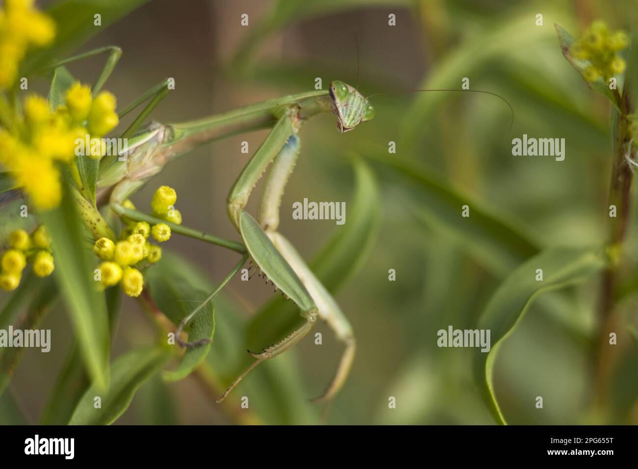 La mantide cinese (Tenodera sinensis) ha introdotto specie adulte nella vegetazione, la nuova utricularia ocroleuca (U.) (U.) S. A Foto Stock