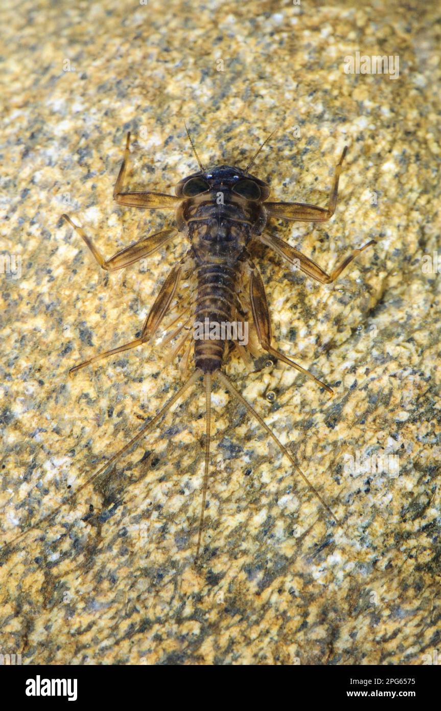 Falso marzo marrone mayfly (Ecdyonurus venosus) ninfa aggrappato a ciottoli sott'acqua, Inghilterra, marzo (soggetto controllato in speciale serbatoio fotografico) (in Foto Stock