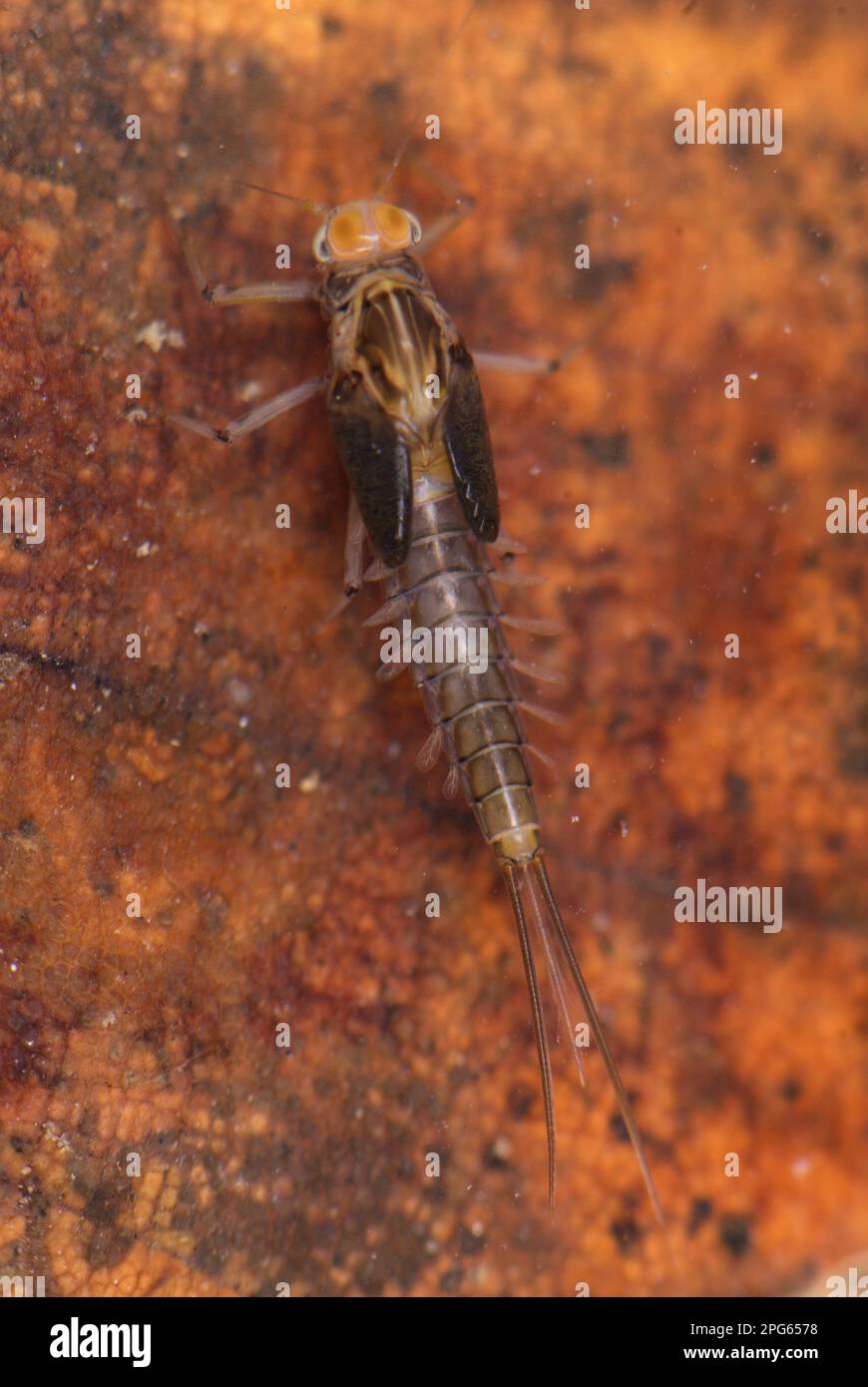 Larva del minnow mayfly (Baetis sp.), su foglia sommersa, provincia di Genova, Liguria, Italia Foto Stock
