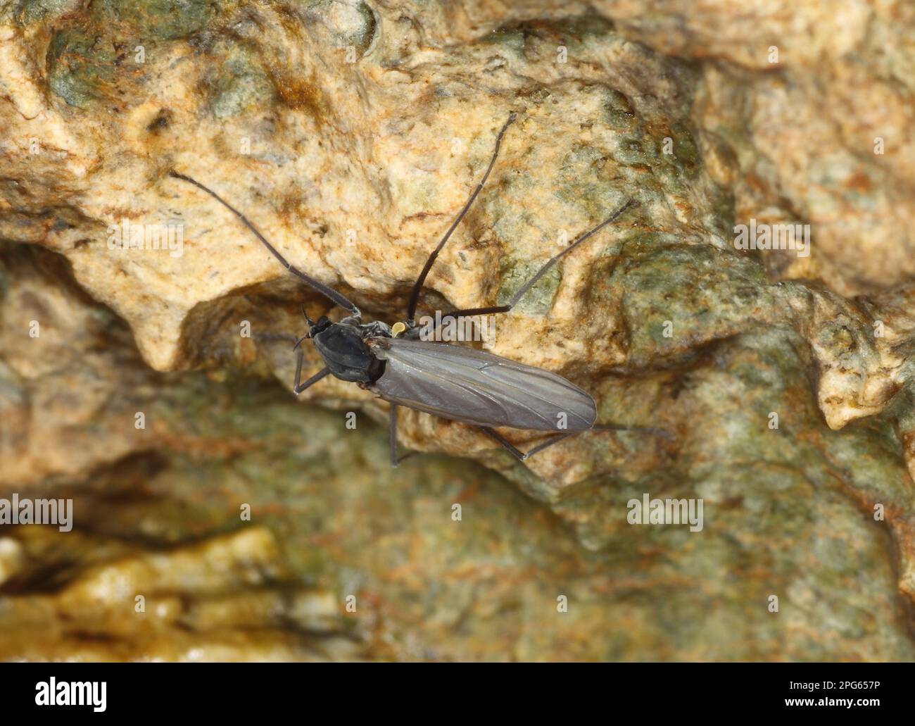 Gnat costiero (Telmatogeton japonicus) introdotto specie, adulto, che riposa sulle rocce, Swanage, Isola di Purbeck, Dorset, Inghilterra, Regno Unito Foto Stock