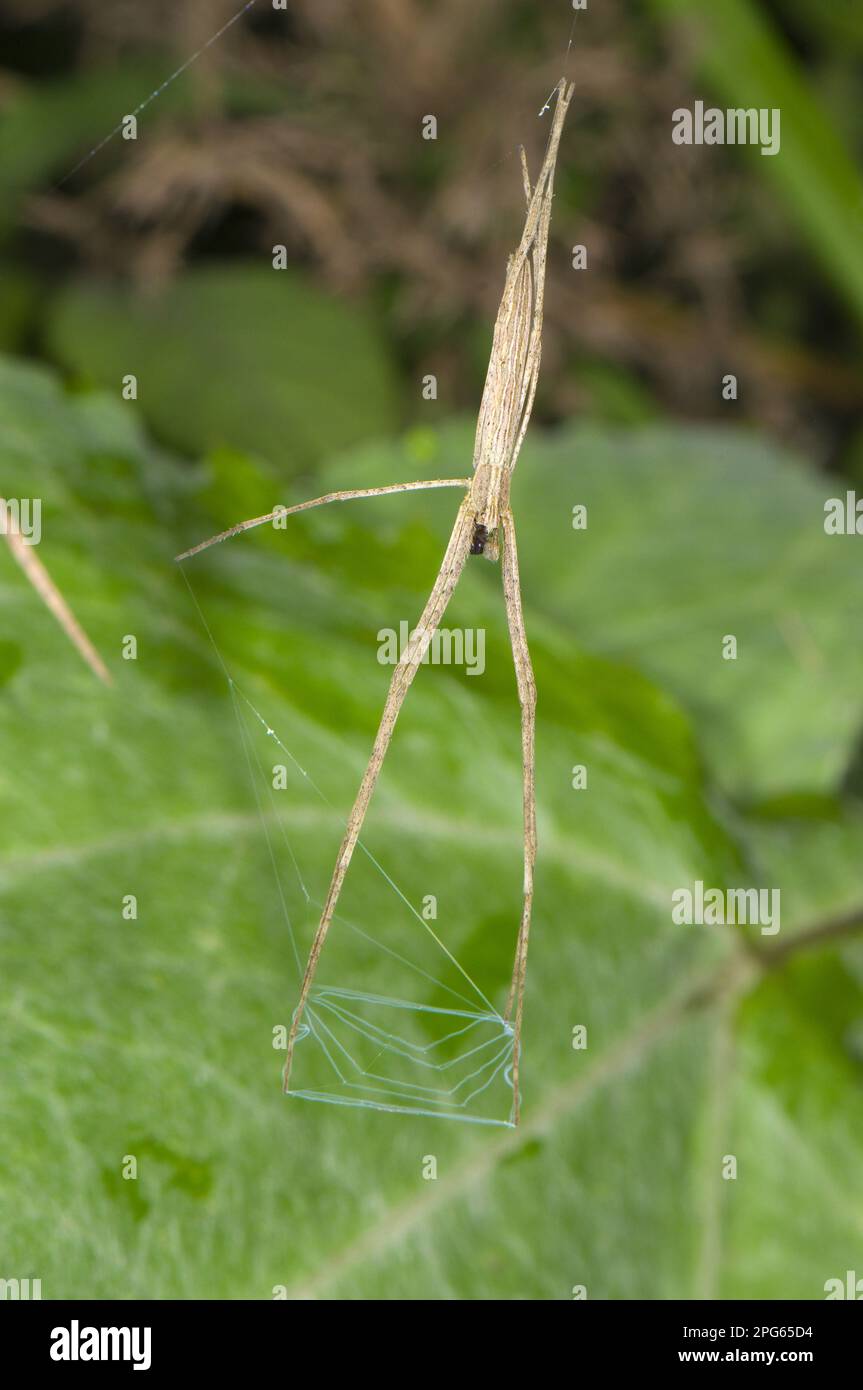 Ragno a rete (Deinopis sp.) Subadult, caccia con la rete, Manu Road, departimento Cusco, Ande, Perù Foto Stock