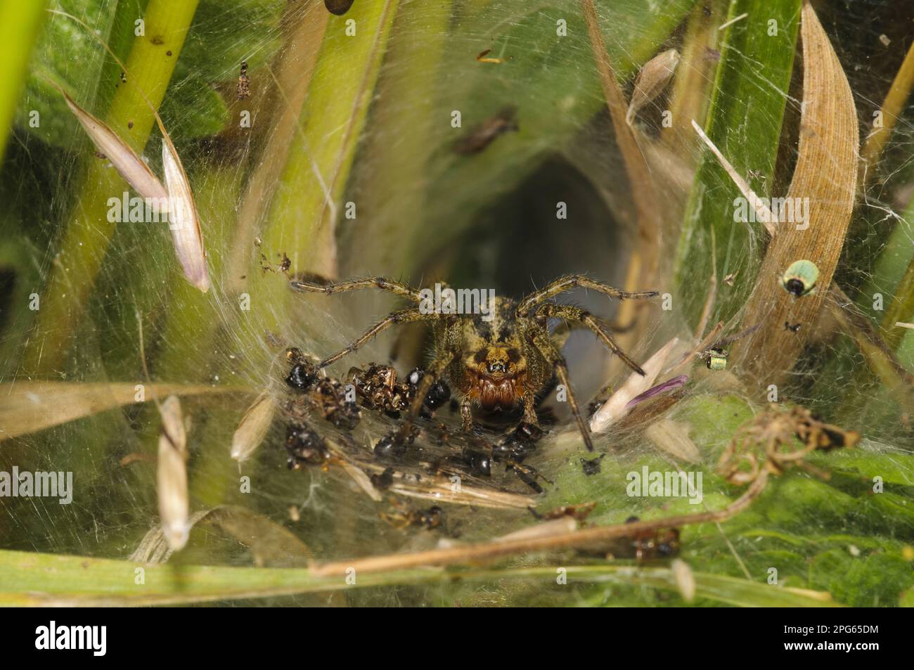 Ragno labirintico comune adulto (Agelena labirintica) circondato da resti di pasti recenti, in una rete di tunnel, Crossness Nature Reserve, Bexley, Kent Foto Stock