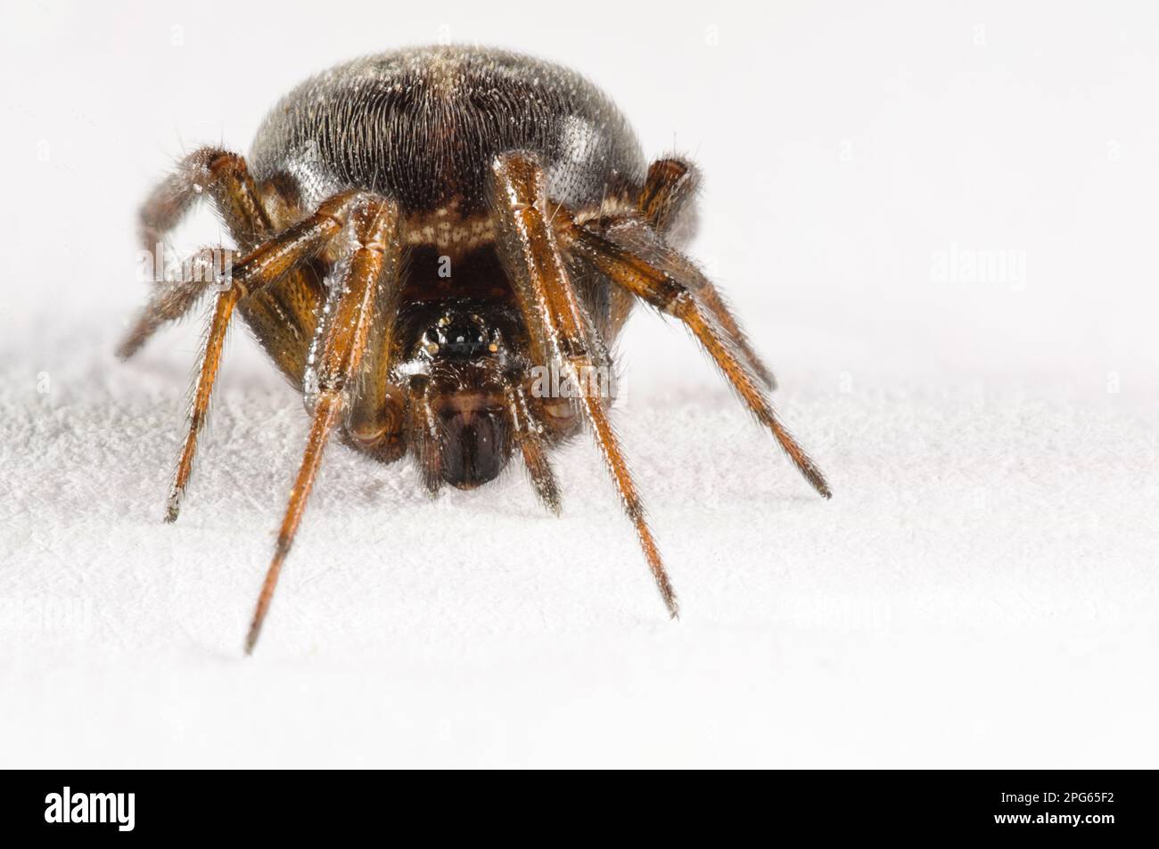 Ragno grasso (Steatoda bipunctata), ragni grassi, altri animali, ragni, aracnidi, Animali, ragni con cappuccio, comune Falso vedova Spider adulto femmina Foto Stock