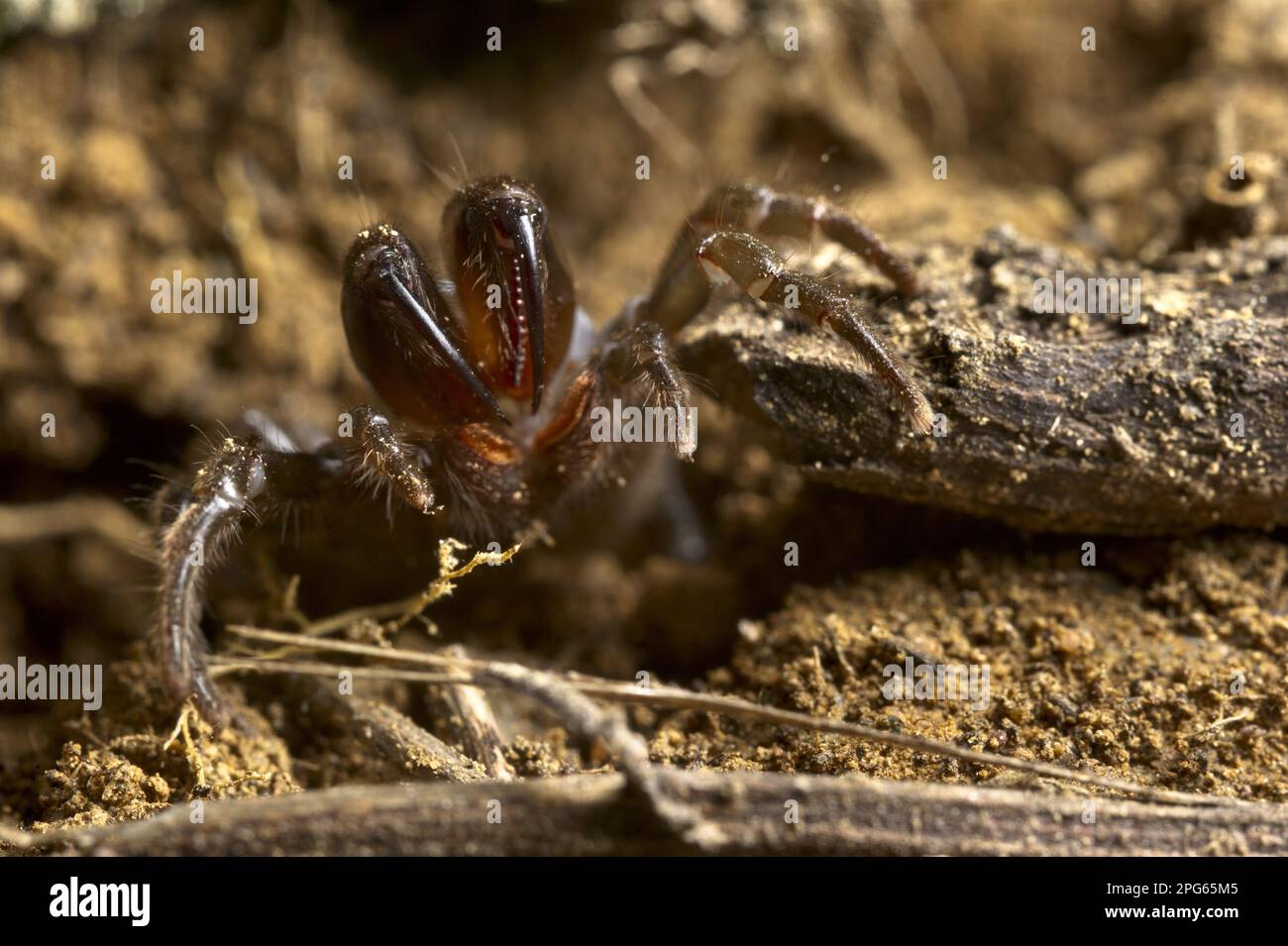 Altri animali, ragni, aracnidi, animali, ragni da parati, Ragno borsetta (Atypus sp.) Adulto, Italia Foto Stock