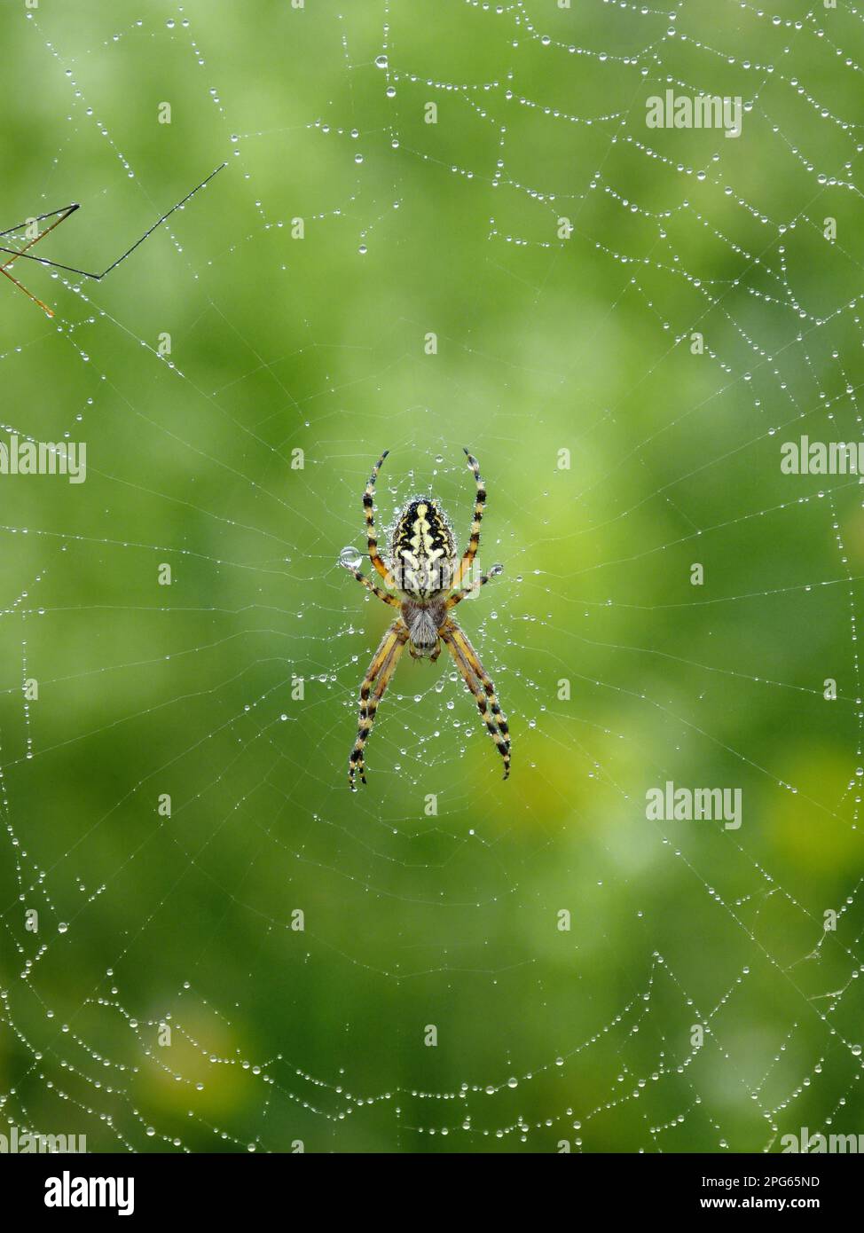 Araneus ceropegia, ragno a foglia di quercia, ragno a croce di foglia di quercia, ragni a foglia di quercia, ragni di quercia (Aculepeira ceropegia), altri animali, ragni Foto Stock