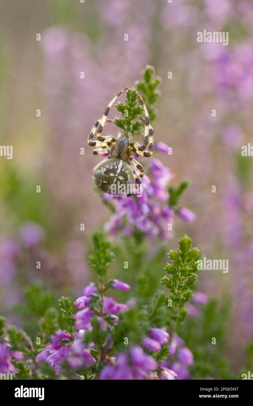 Ragno a croce a quattro punti, ragno a croce a quattro punti, tessitore di orbe a quattro punti (Araneus quadratus), ragni a croce a quattro punti, altri animali, ragni Foto Stock