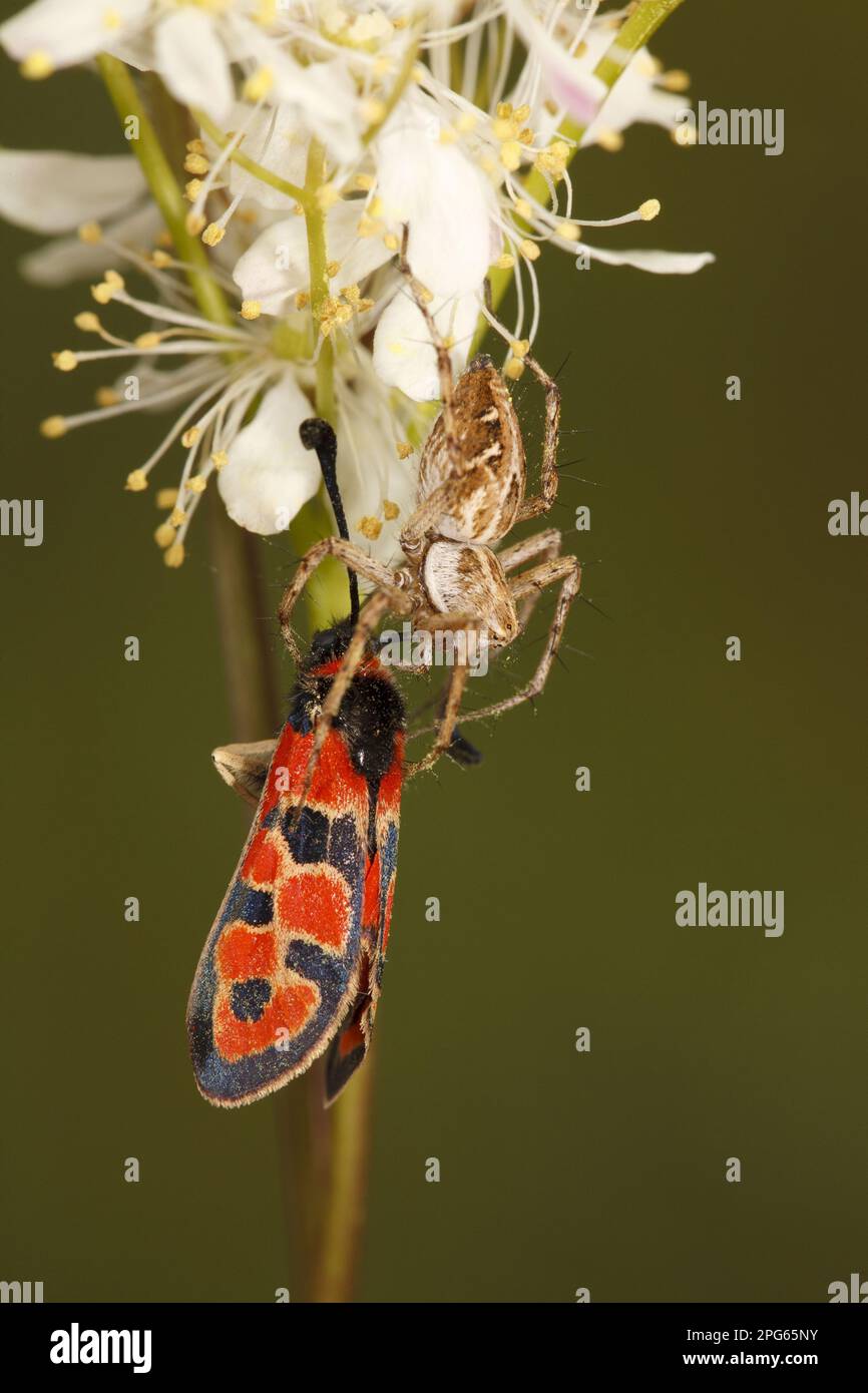 Nursery-web Spider (Pisaura mirabilis) adulto, nutrirsi di Auspicious Burnet Moth (Zygaena fausta) preda, Causse de Gramat, Massif centrale, Regione Lot Foto Stock