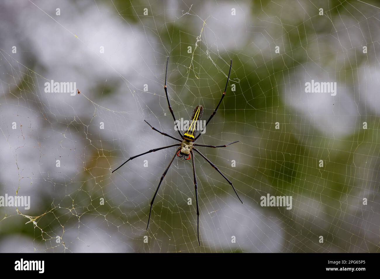 Ragno di seta, ragno di legno gigante (Nephila maculata), altri animali, ragni, aracnidi, animali, Ragni per ruote, Giant Wood Spider adulto femmina, ON Foto Stock