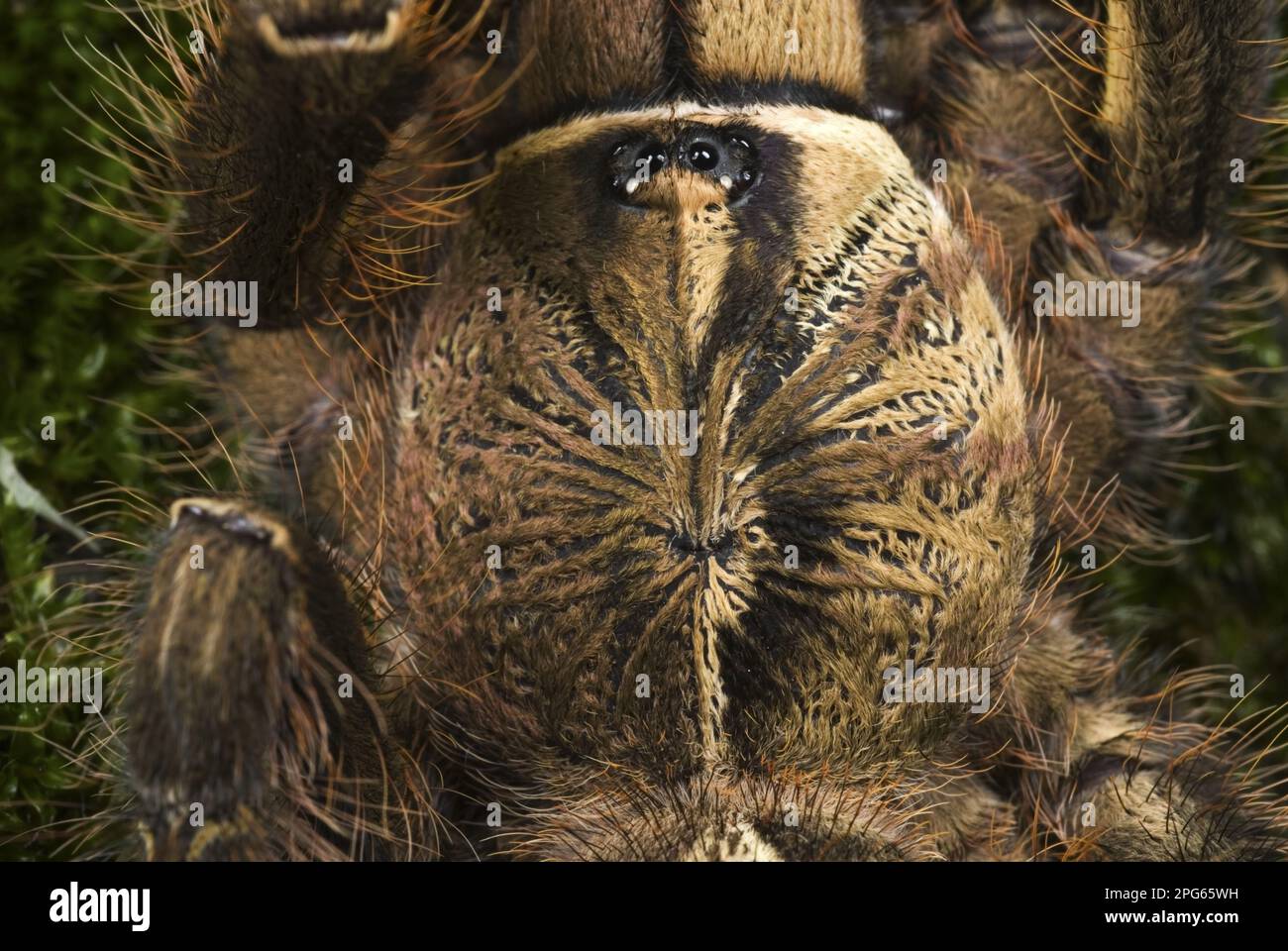 Fringed Ornamental (Poecilotheria ornata) Tarantula subadulta, primo piano di cefalotorace, mostrando fenotipo gynandromorfico, il lato sinistro è 'male' e. Foto Stock