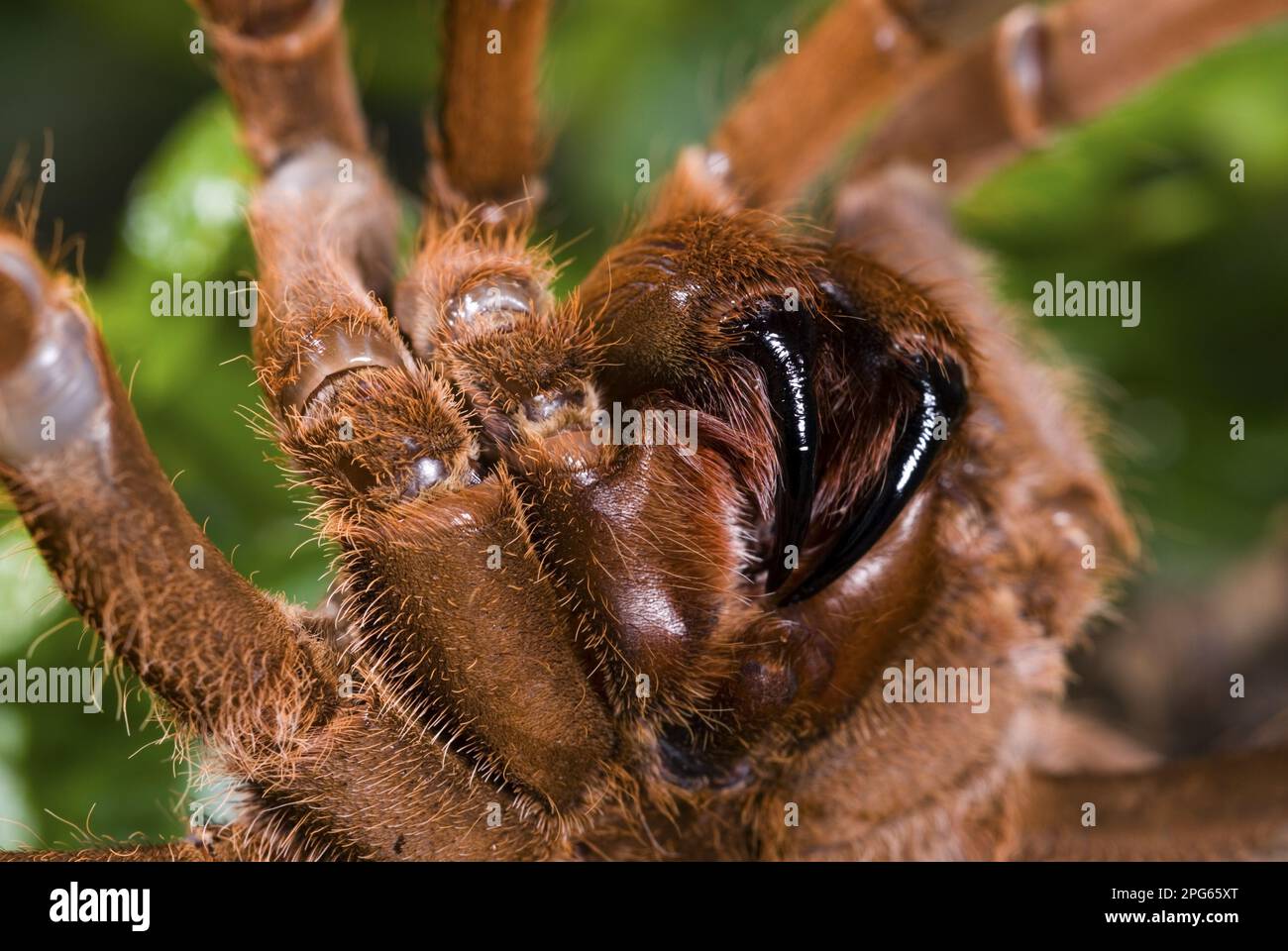 Tarantola gigante del Kenya, tarantole giganti del Kenya, altri animali, ragni, aracnidi, Animali, tarantole, ragni lupo, re Baboon Spider Foto Stock