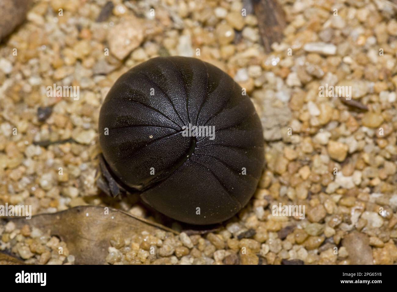 Pillola nera Millipede, Spirobolida Madagascar Foto Stock