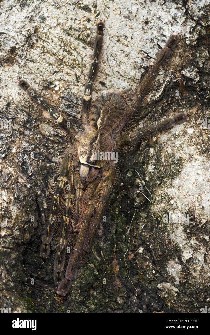 Tarantula con frange ornamentale (Poecilotheria ornata) subadulta, che mostra fenotipo gynandromorfico, il lato sinistro è 'male' e il lato destro è 'femmina' Foto Stock