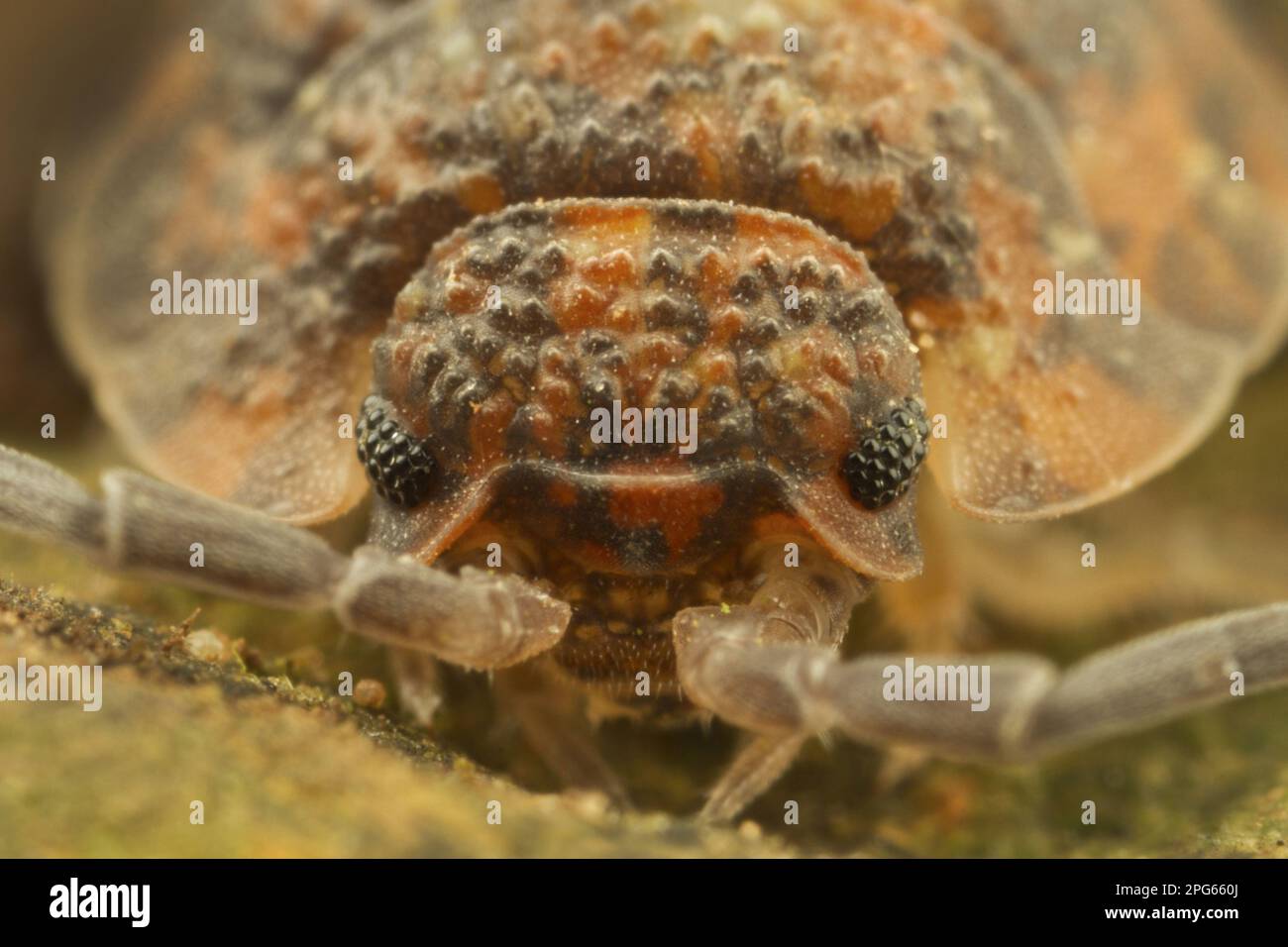 Common Rough Woodlouse (Oniscus asellus) adulto, primo piano della testa, Leicestershire, Inghilterra, Regno Unito Foto Stock