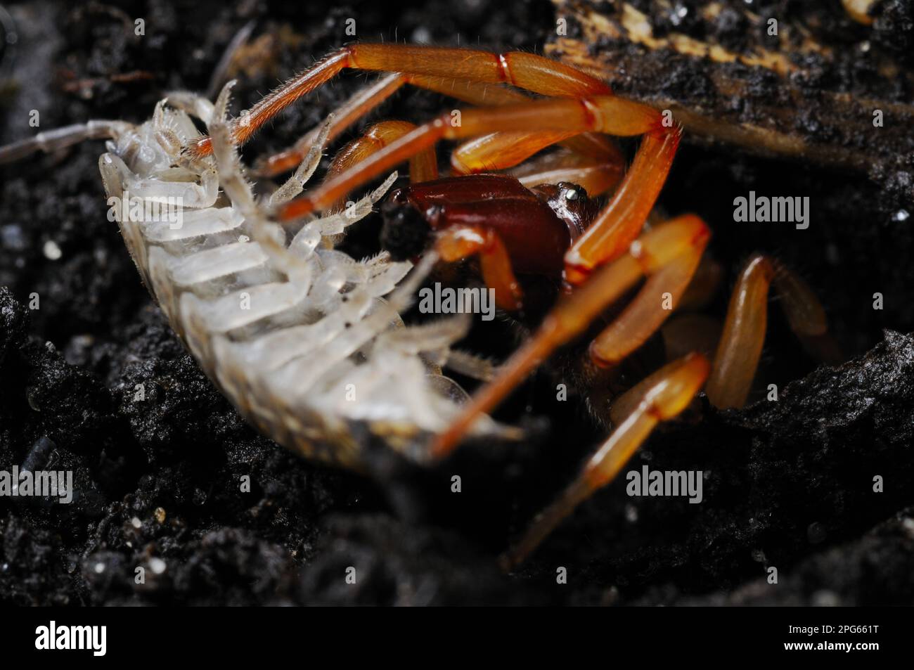 Ragno di piaghe (Dydera crocata), cacciatori di piaghe di grandi dimensioni, altri animali, ragni, aracnidi, Animali, ragno Woodlouse-mangiando adulto, emergendo da Foto Stock