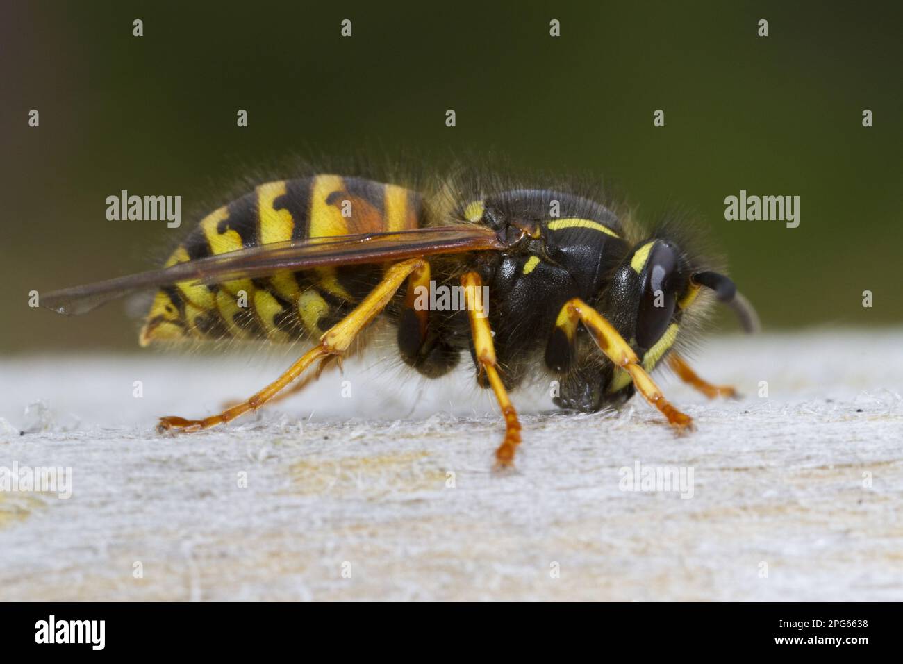 Vespe norvegese, vespe norvegesi (vespe sociale Dolichovespula (Vespidae), altri animali, insetti, animali, lavoratore adulto della vespe norvegese, raccolta del legno Foto Stock