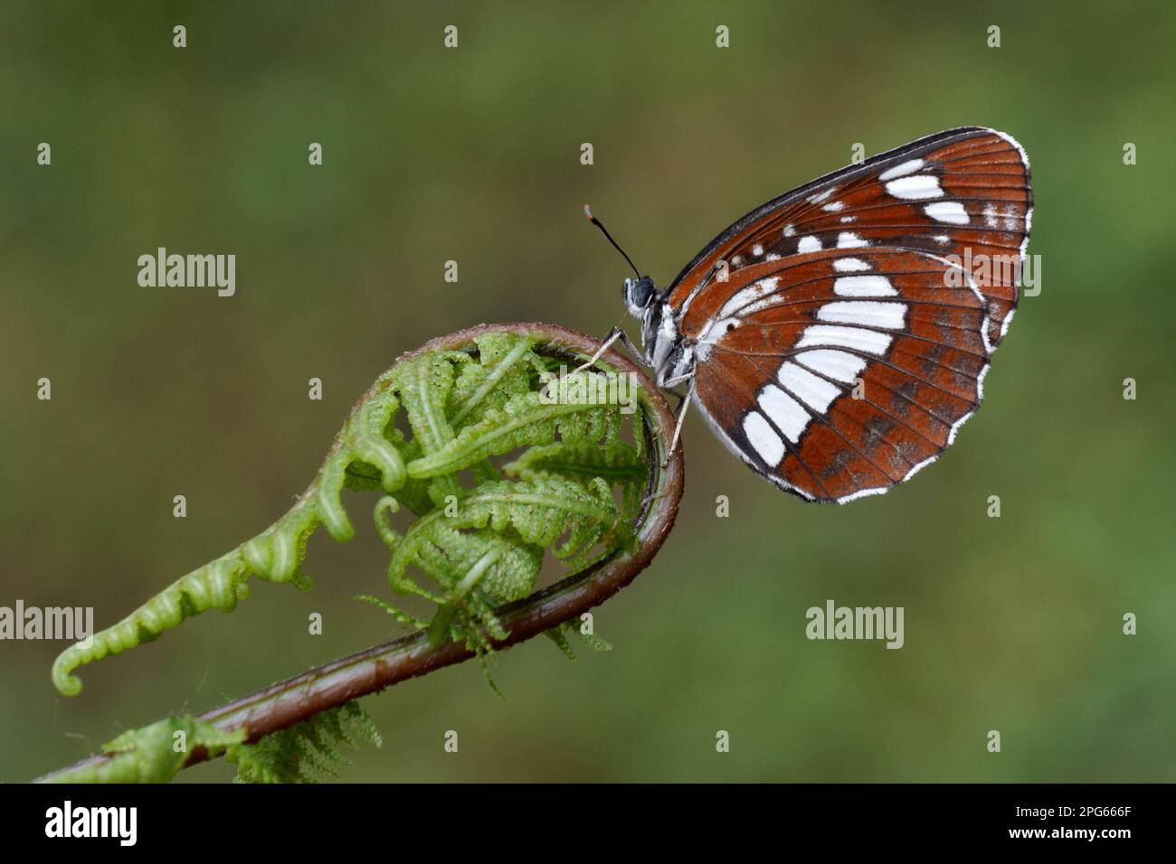 Farfalla di lutto nero, altri animali, insetti, farfalle, animali, Hungarian Glider (Neptis rivularis) maschio adulto, sotto, appoggiato sopra Foto Stock