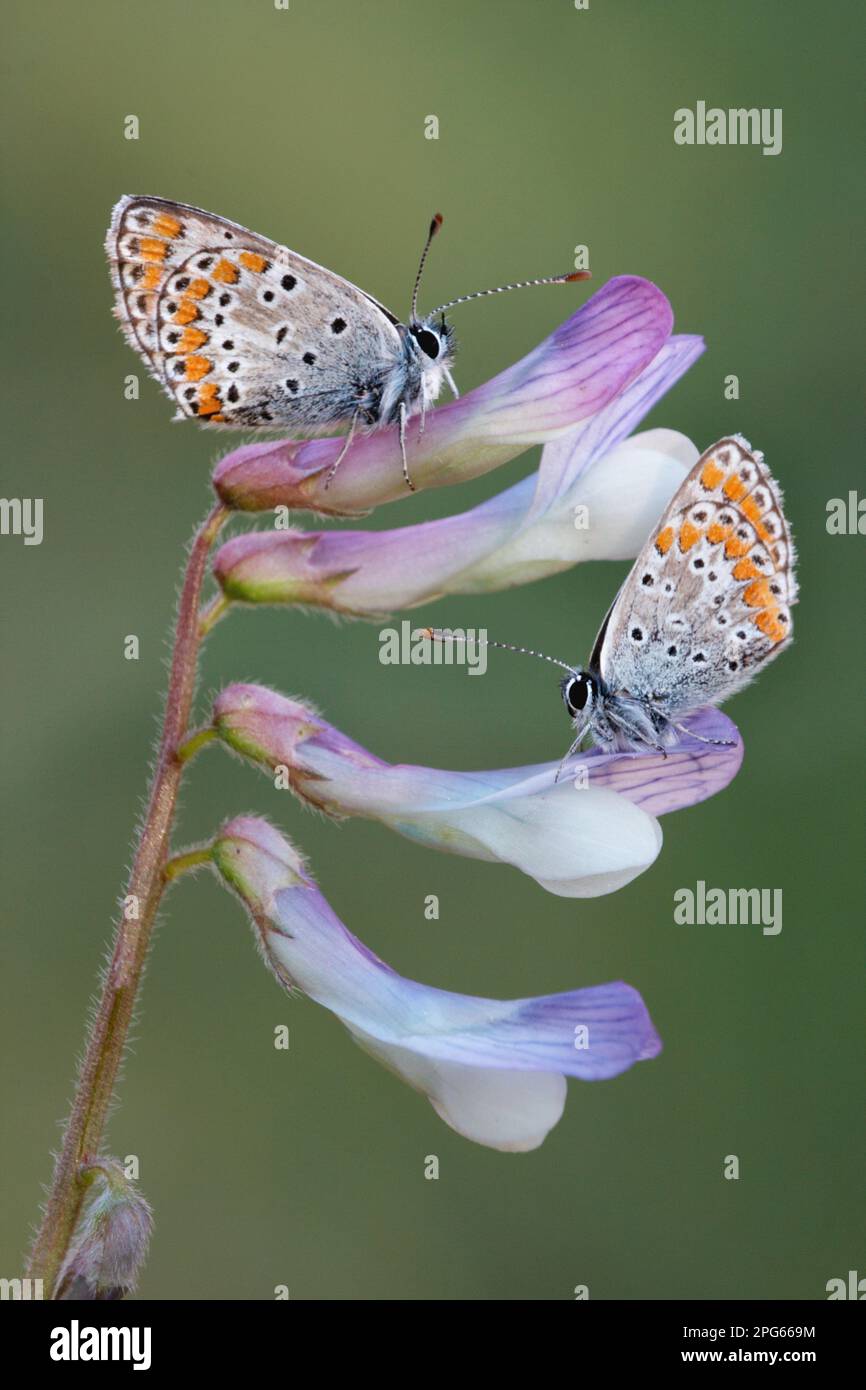 Argus marrone (Aricia agestis) adulto maschio e femmina, che spulpano sui fiori di Pea primaverile (Lathyrus vernus), Sicilia, Italia Foto Stock