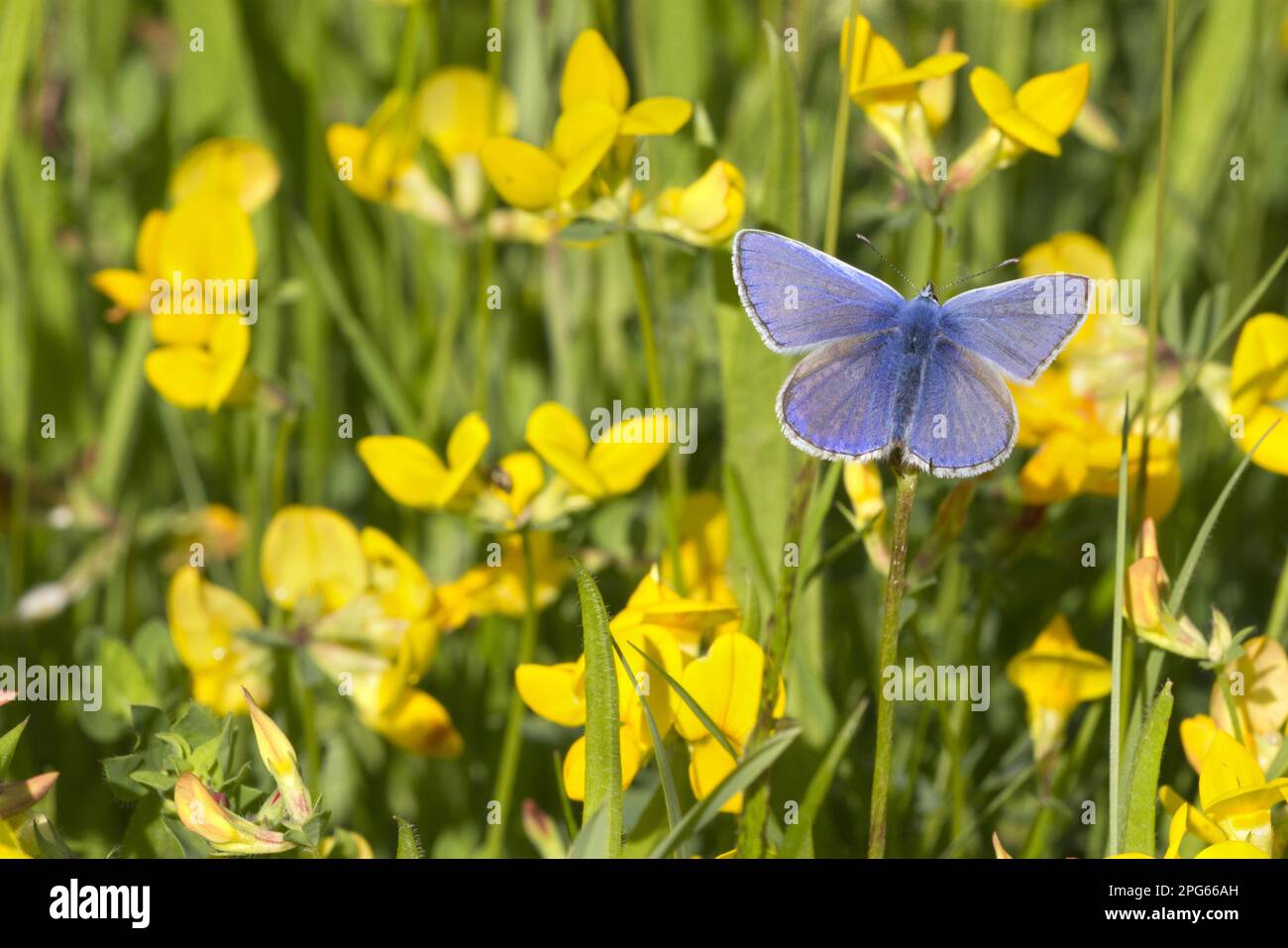 Blue comune (Polyommatus icarus) maschio adulto, riposante fra i fiori del trifoglio del piede dell'uccello (corniculatus del loto), Leicestershire, Inghilterra, Regno Unito Foto Stock