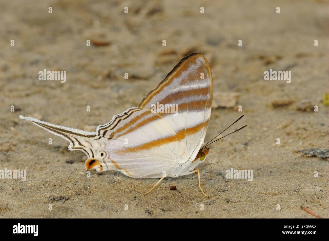Farfalla a spazzola (Nymphalidae), altri animali, insetti, farfalle, animali, Orsilochus Daggerwing (Marpesia orsilochus) adulto, bere Foto Stock
