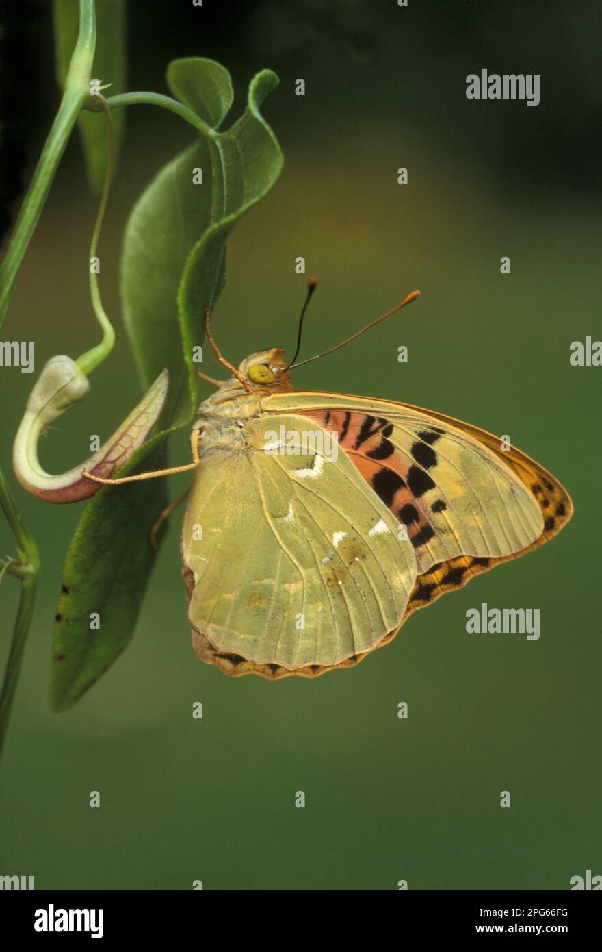 Cardinale (Argynnis pandora) Fritillario adulto, poggiante sulla pipa di Evergreen Dutchman (Aristolochia sempervirens), Turchia Foto Stock