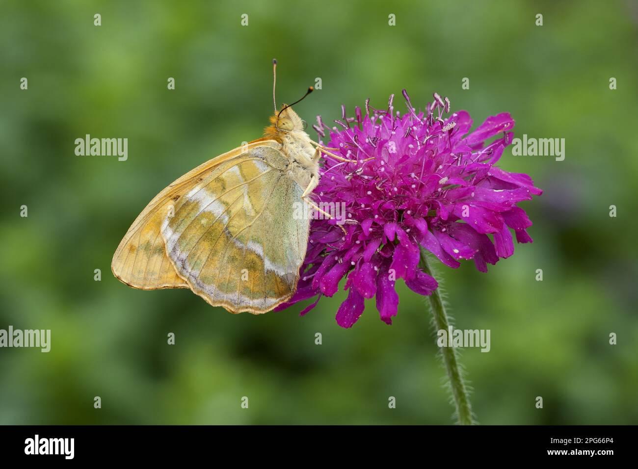 fritillario argentato lavato (Argynnis pahia), adulto, che si nutre dei fiori di macedone scabious (Knautia macedonica) nel giardino Foto Stock