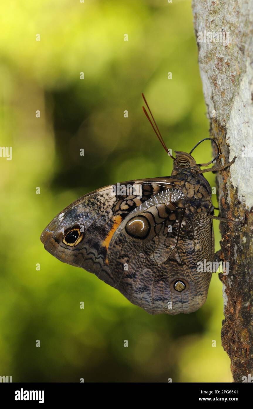 Farfalla a spazzola (Nymphalidae), altri animali, insetti, farfalle, animali, Cassia's Owlet Butterfly (Opsiphanes cassiae) adulto, da mangiare Foto Stock