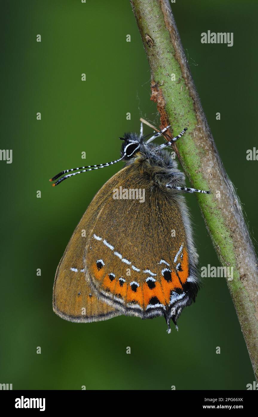 Farfalla alata da gossamero (Lycaenidae), altri animali, insetti, farfalle, animali, Nero Hairstreak (Satyrium pruni) adulto, sotto, che riposa sopra Foto Stock