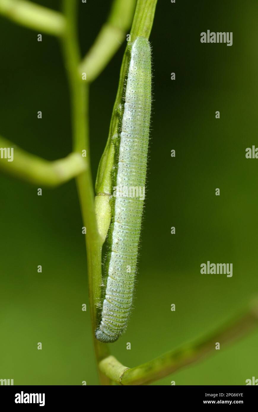 bruco di farfalle (cardamini anthocaris), su pianta alimentare di senape all'aglio (Alliaria petiolata), riserva naturale locale del Bosco del Vescovo Foto Stock