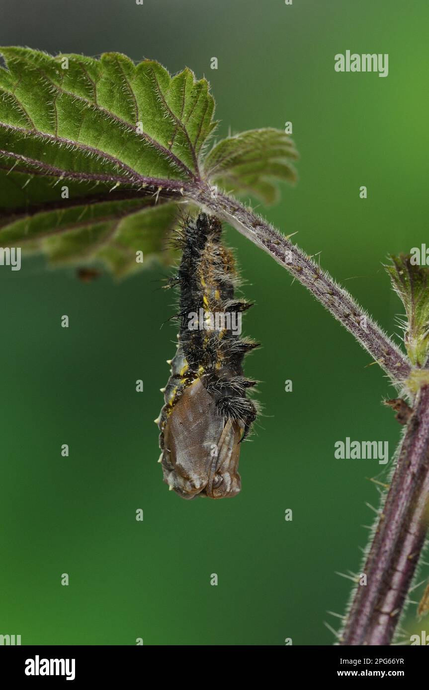 Larva di signora dipinta (Vanessa cardui) che sparge la pelle a pupazzo, appeso a foglie di ortica pungente, Oxfordshire, Inghilterra, Regno Unito Foto Stock