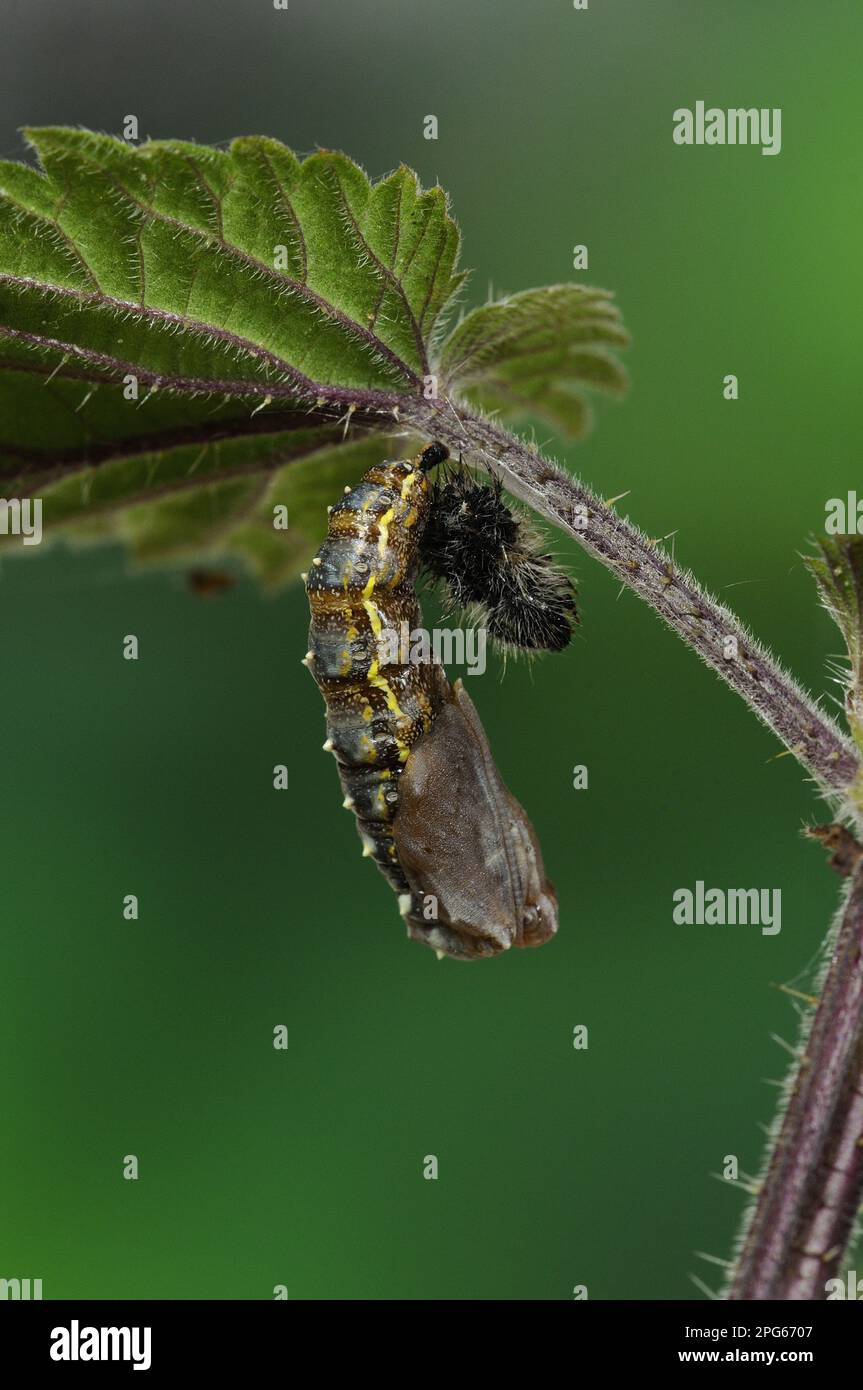 Larva di signora dipinta (Vanessa cardui) che sparge la pelle a pupazzo, appeso a foglie di ortica pungente, Oxfordshire, Inghilterra, Regno Unito Foto Stock
