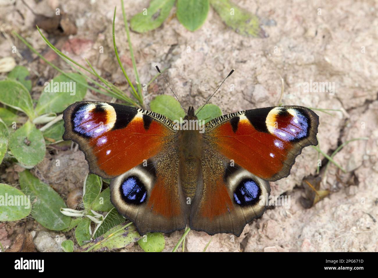 pavoni europei altri animali, insetti, Farfalle, animali, farfalla pavone (Inachis io) adulto, riposante a terra con le ali aperte Foto Stock