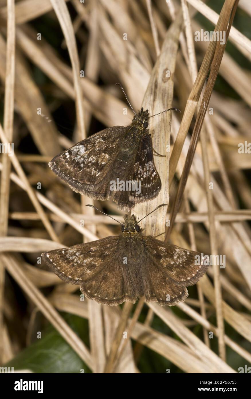 Dingy Skipper (Erynnis Tages) coppia di adulti, corteggiamento, Pirenei francesi, Francia Foto Stock