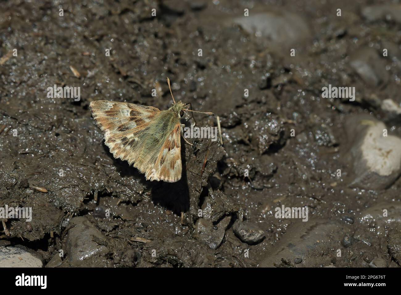 Loreley's Hawker, Ziest's Hawker, skipper in marmo (Carcharodus lavatherae) (Hesperidae), altri animali, insetti, farfalle, animali, Marmorizzato Foto Stock