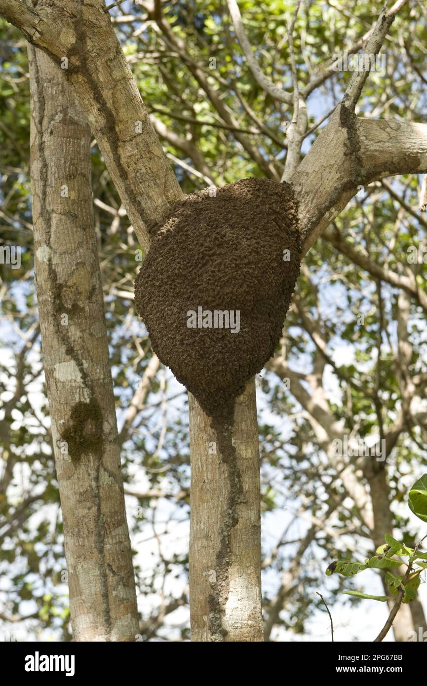 Ciliegia sudamericana, ciliegia brasiliana, famiglia carruba, rami anime (Hymenaea courbaril), con nido di termite, Iwokrama Rainforest, Guiana Shield Foto Stock