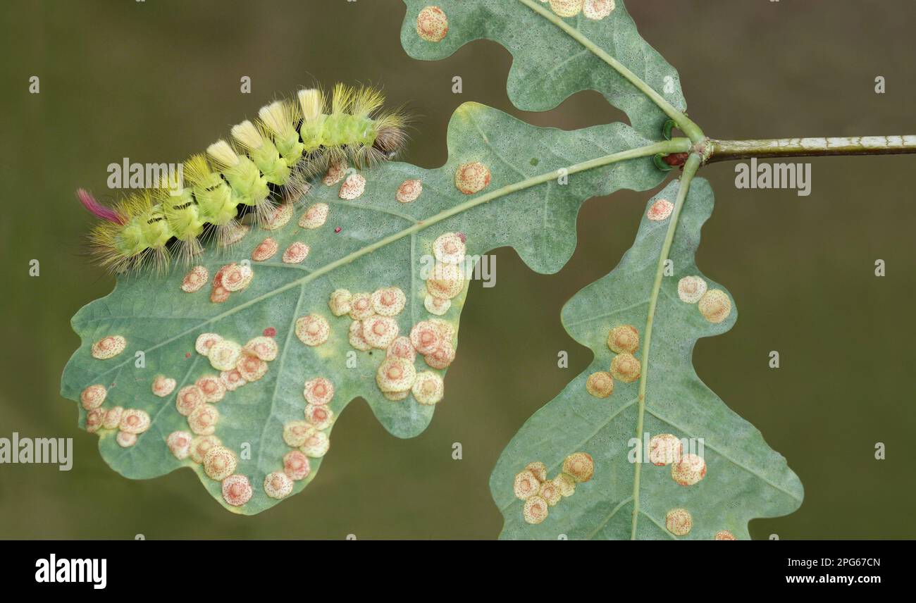 Calzino pallido (Calliteara pudibunda), bruco che si nuoce su una foglia di quercia inglese (Quercus robur) con vespe di gallo (Neuroterus quercusbaccarum) Foto Stock
