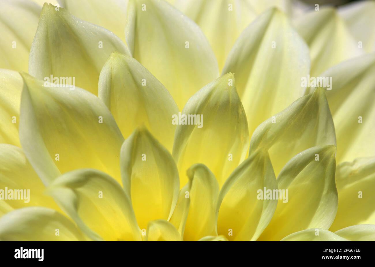 Primo piano su Ivory Dahlia Foto Stock