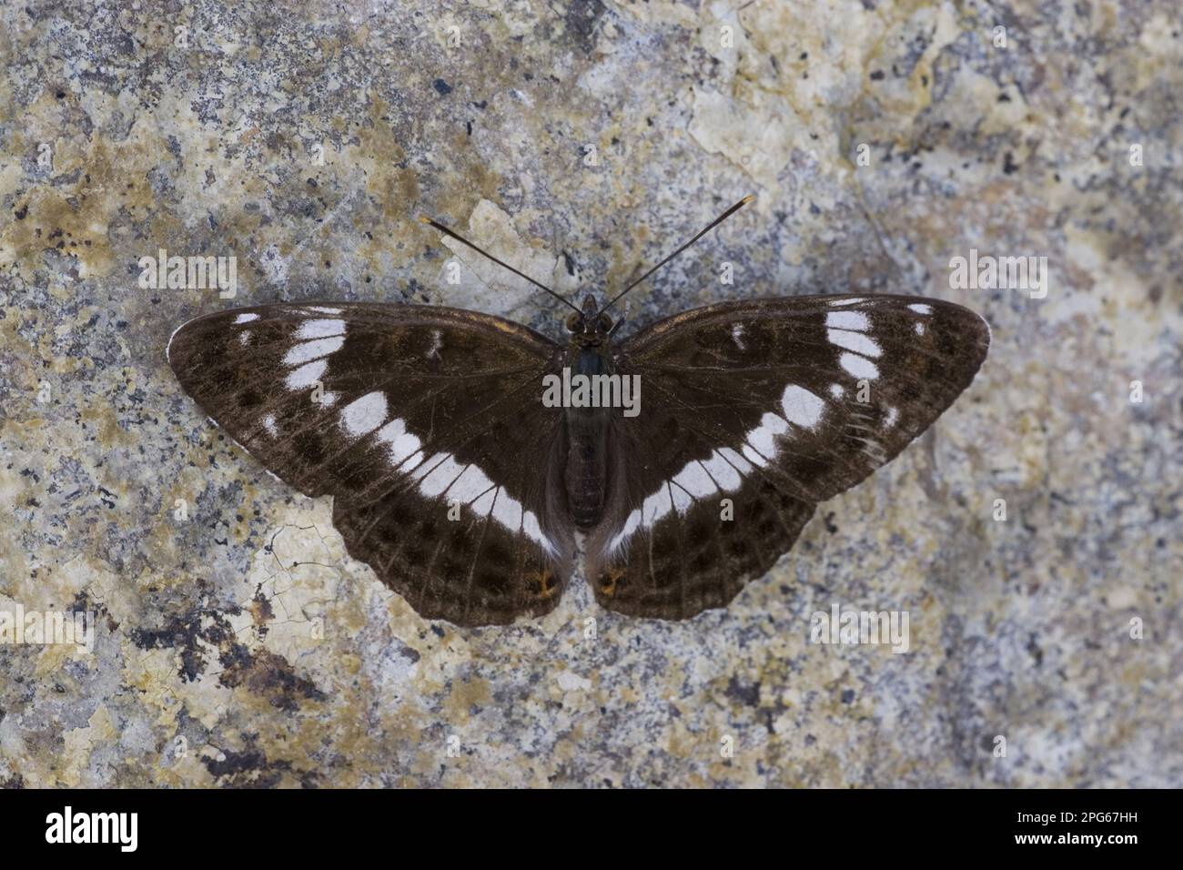 Ladoga camilla, piccola farfalla, piccolo Martin pescatore, altri animali, insetti, Farfalle, animali, Ammiraglio bianco riposano su pietra Foto Stock