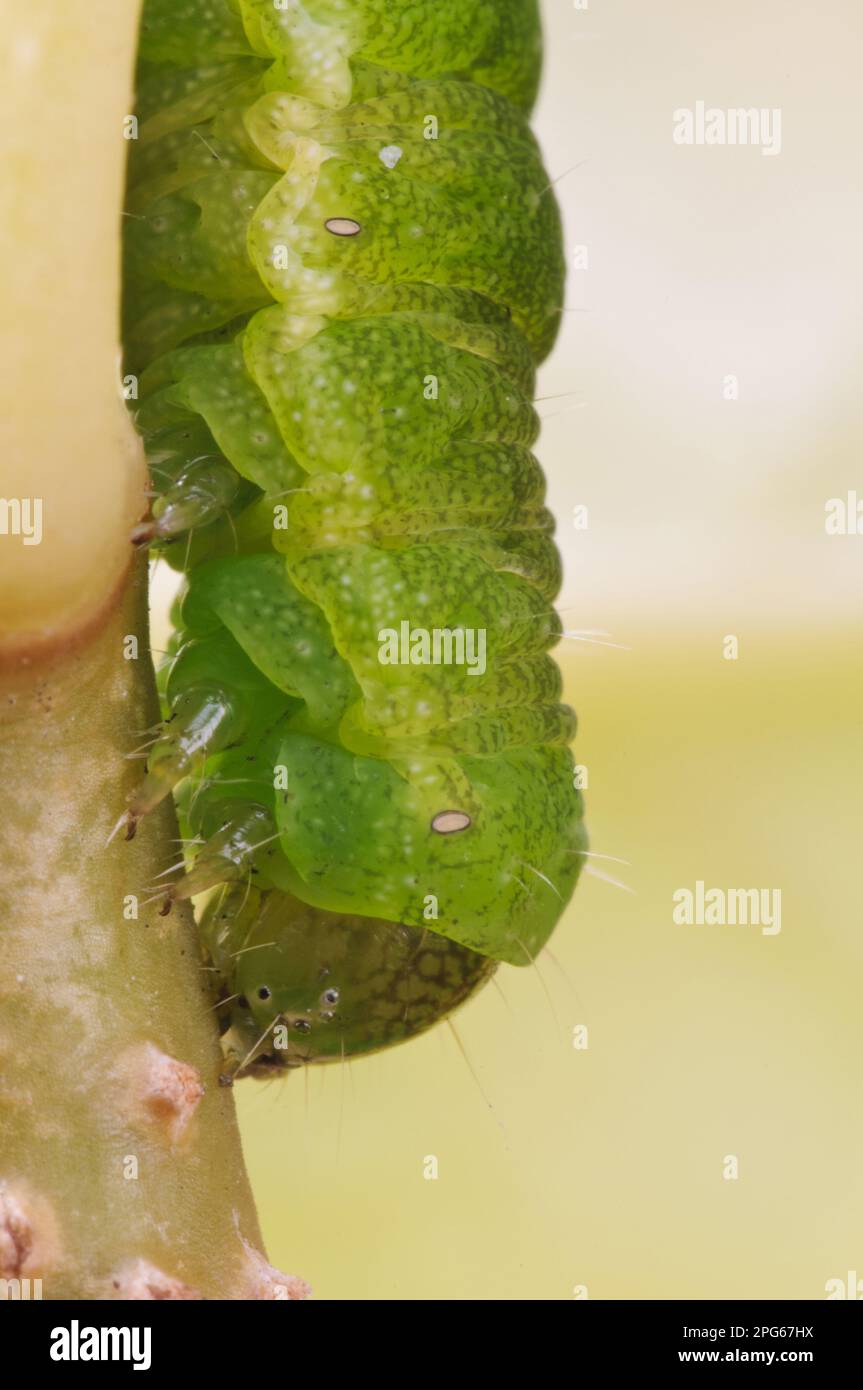 Paralumi angolari (Phlogophora meticolosa) caterpillar, primo piano della testa, fusto in giardino, Belvedere, Bexley, Kent, Inghilterra, Regno Unito Foto Stock