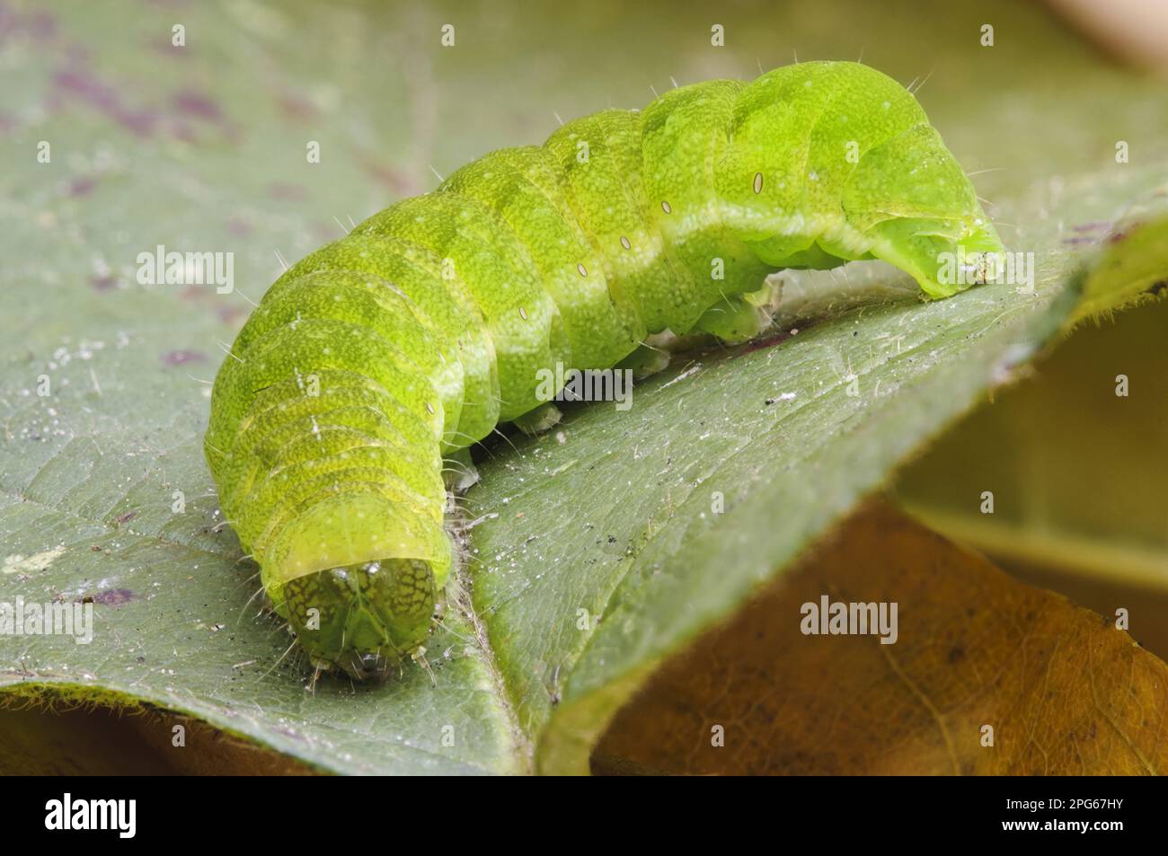 Paralumi angolari (Phlogophora meticolosa) caterpillar, strisciando attraverso le foglie in giardino, Belvedere, Bexley, Kent, Inghilterra, Regno Unito Foto Stock