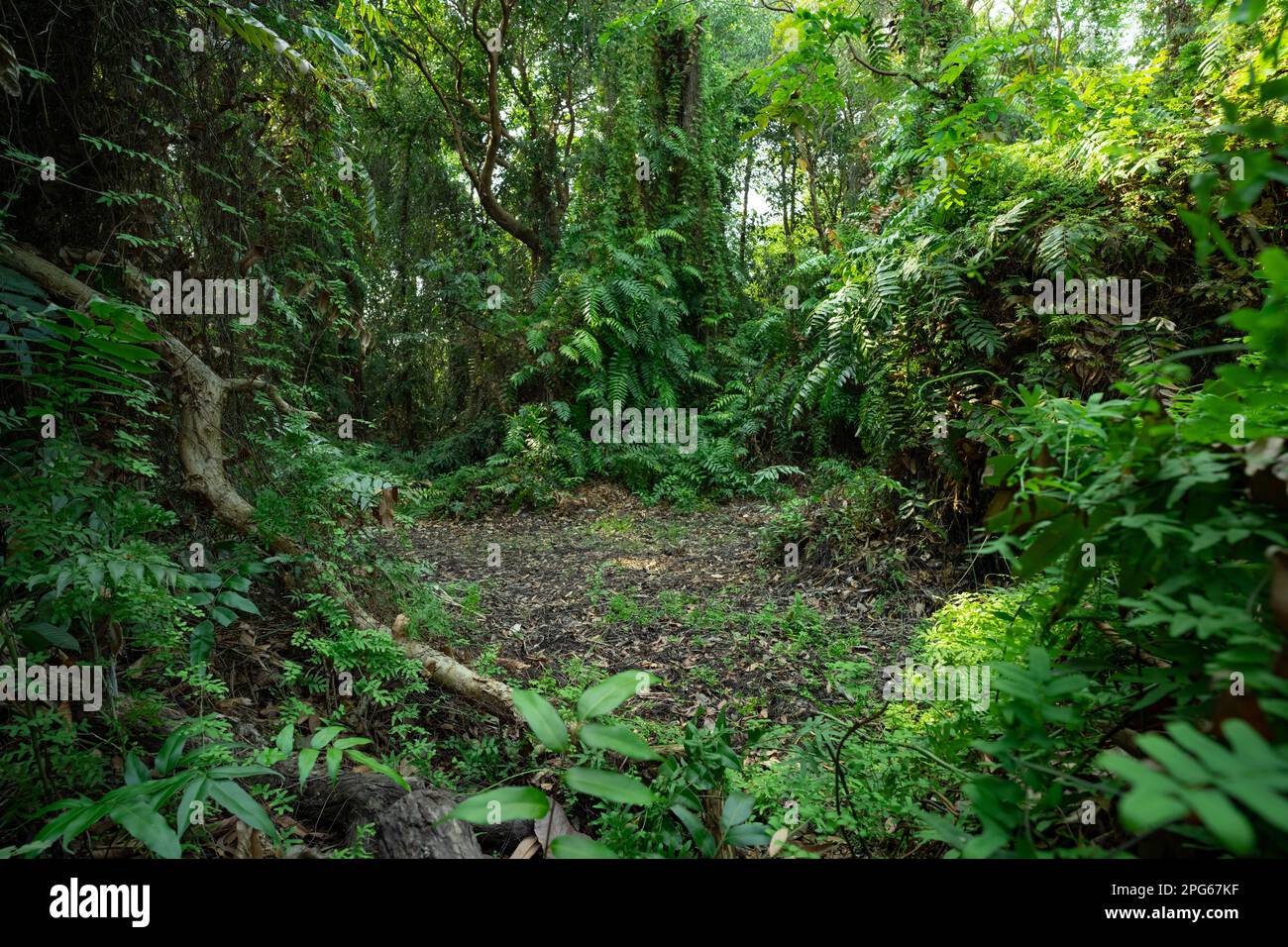 Paesaggio verde alberi nella foresta tropicale in estate. Natura sfondo. Albero verde coperto di piante di felce nella giungla. Primival foresta in Asia. Foto Stock