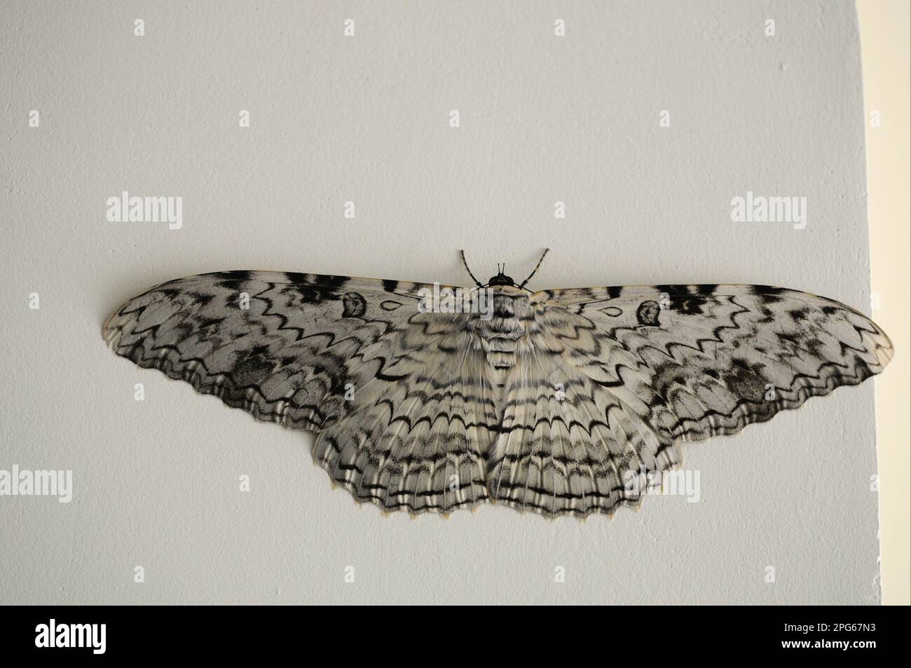 Falena fantasma (Thysania agrippina) Adulto, appoggiato sul muro, la falena più grande del mondo misurata dall'apertura alare, alta Floresta, Mato Grosso, Brasile Foto Stock