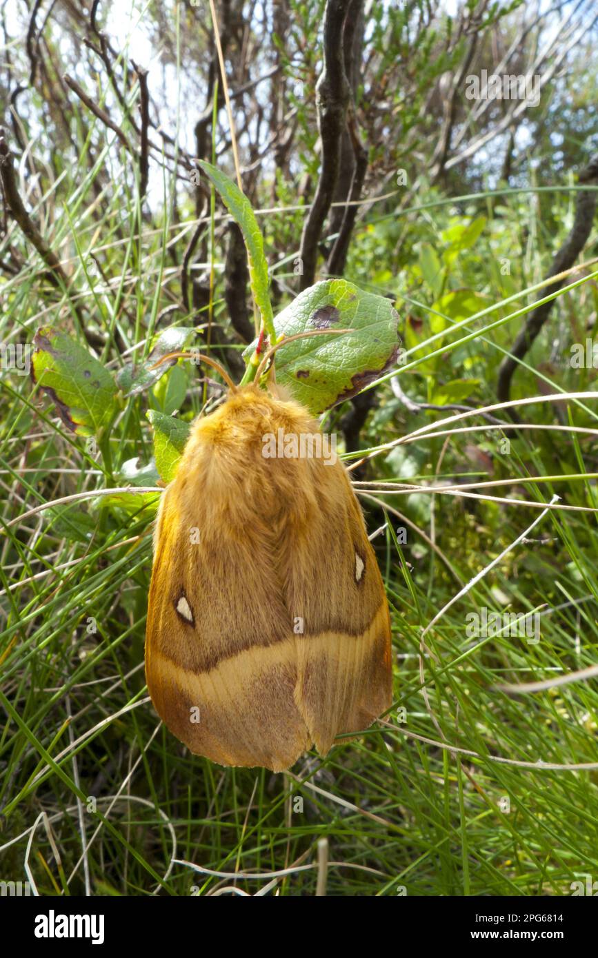 Oak Eggar (Lasiocampa quercus) Moth femmina adulta, riposante su mirtillo, Powys, Galles, Regno Unito Foto Stock