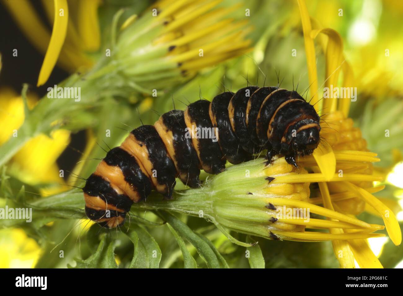 Moth cinabro (Tyria jacobaeae) larva adulta nutrimento su ragwort (Senecio jacobaea), Powys, Galles, Regno Unito Foto Stock